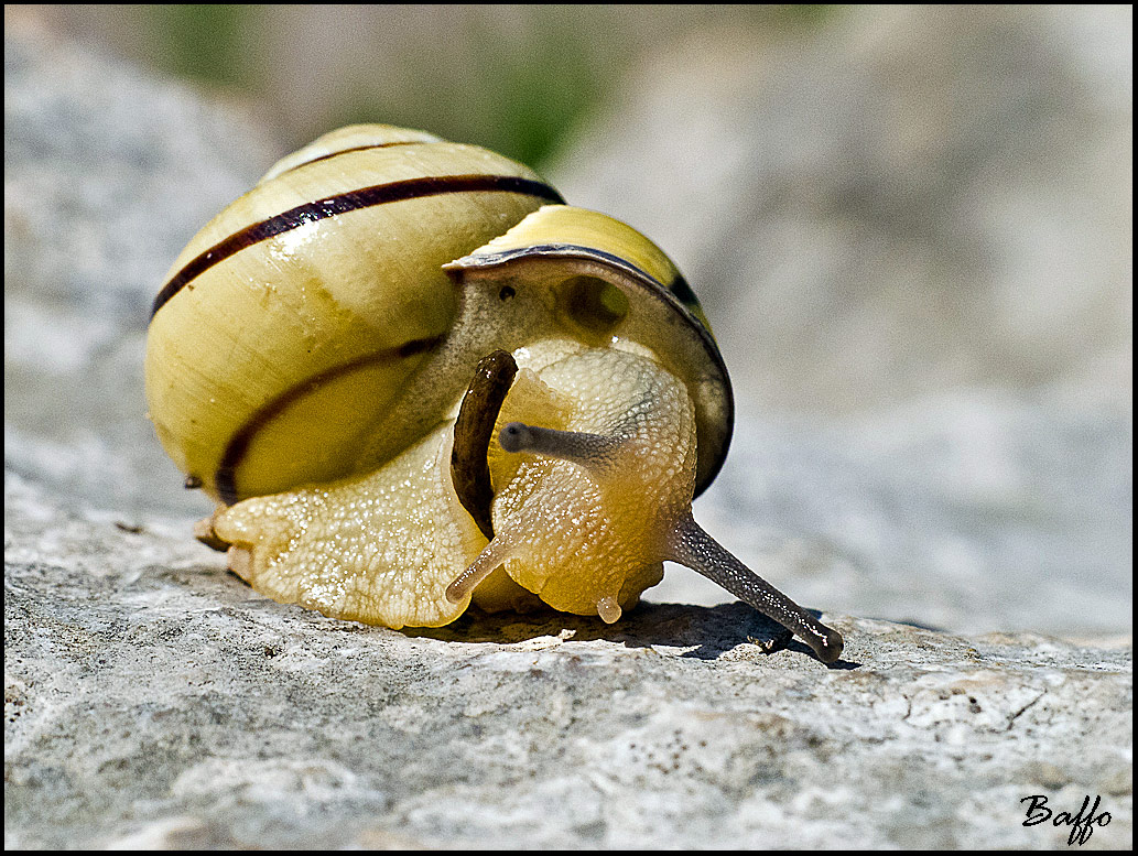 Lumachina da identificare